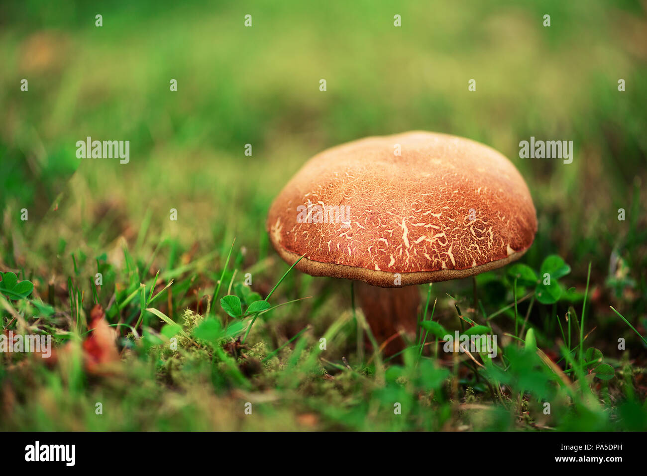 Large boletus in forest, edible mushroom porcini with sun leaks effect