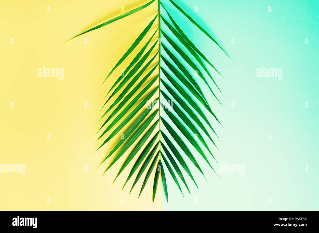 Styled summer concept. Tropical palm leaves on yellow and blue ...