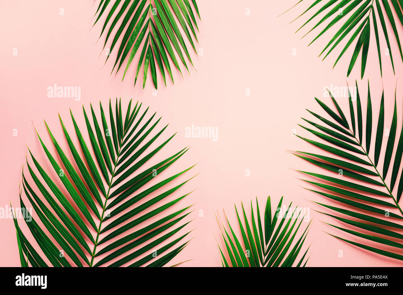 Tropical palm leaves on pastel pink background. Minimal summer concept