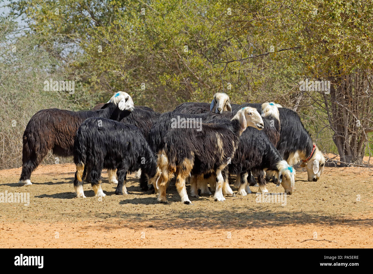Arabian Nadji - domestic sheep breed of the Najd region of the Arabian Peninsula Stock Photo