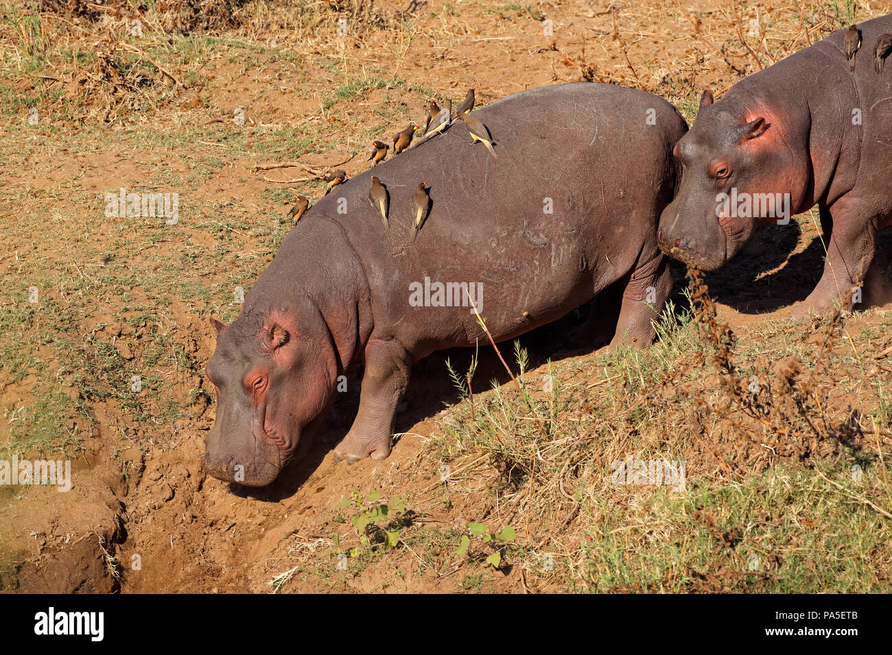 Hippos (Hippopotamus amphibius) with oxpecker birds, Kruger National Park, South Africa Stock Photo