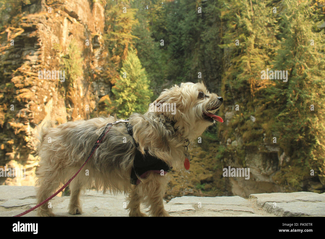 A silky terrier standing on a wall with cliffs and forest in the background Stock Photo