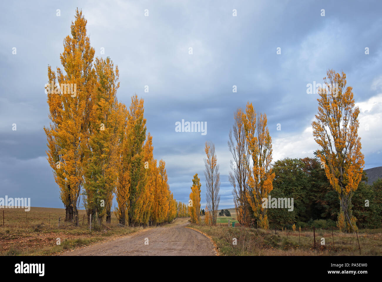 Rural road and colorful poplar trees during autumn (fall), South Africa Stock Photo