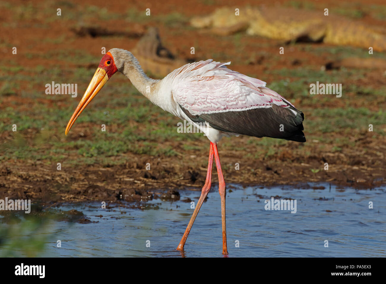 Yellow-billed stork (Mycteria ibis) foraging in shallow water, Kruger National Park, South Africa Stock Photo