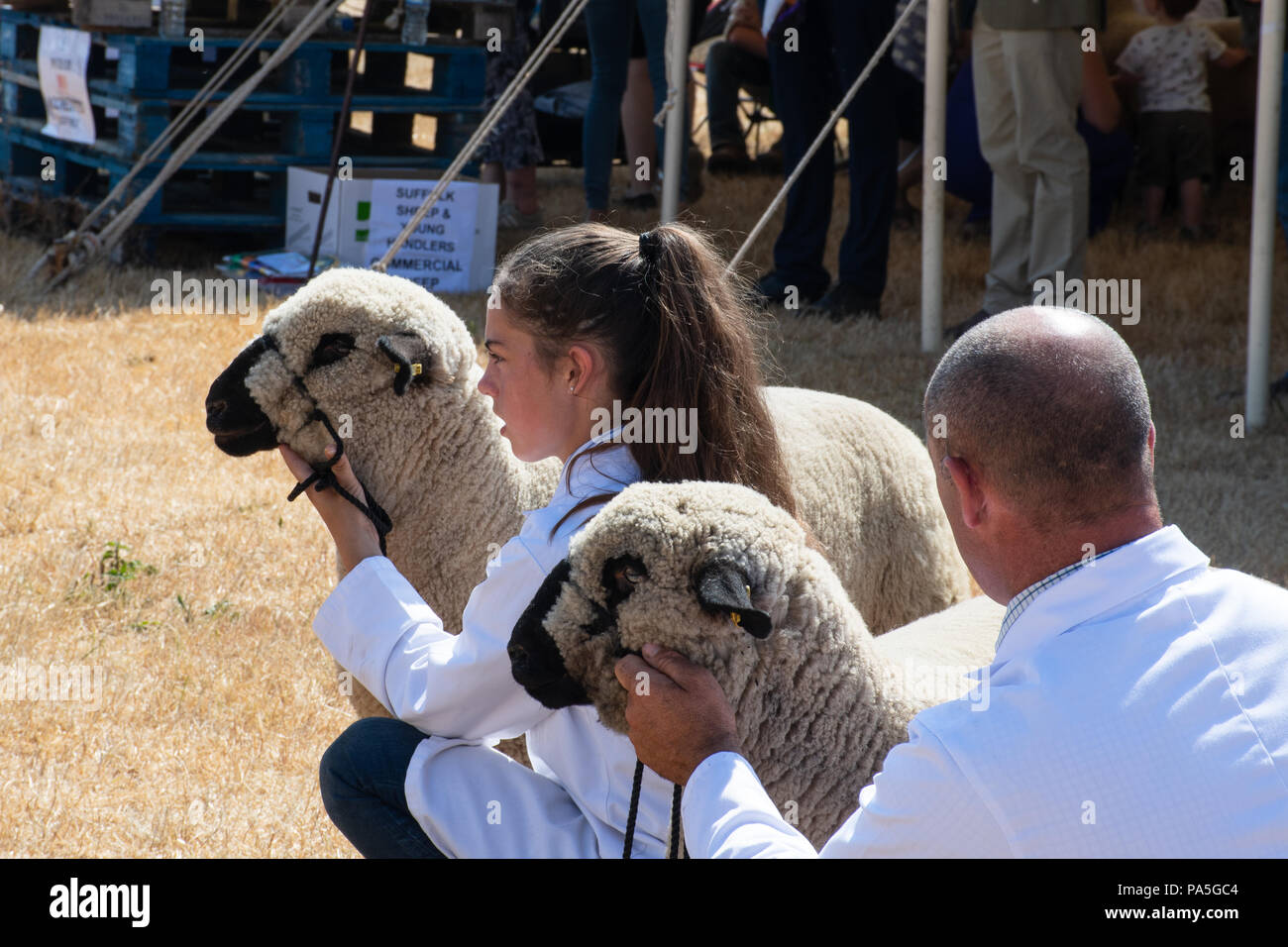Tendring Essex  UK  - 14 July 2018: Young girl  exhibiting Pedigree sheep at agricultural show Stock Photo