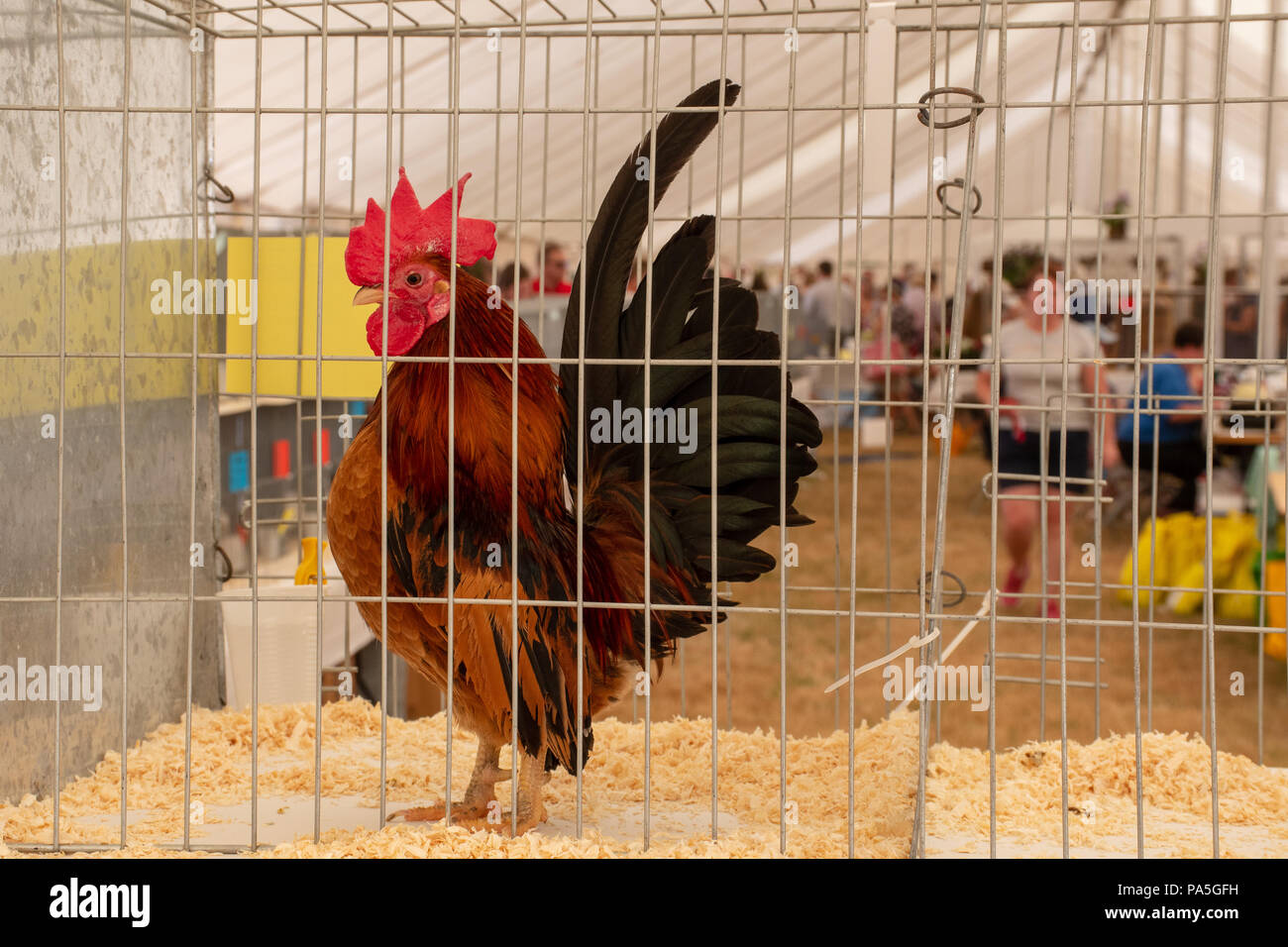 Hen Cage Stock Photos Hen Cage Stock Images Alamy
