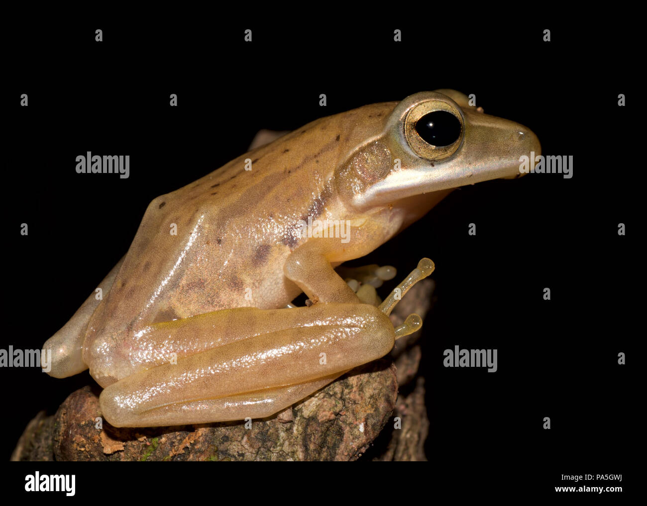 Common Indian Tree Frog Stock Photo Alamy