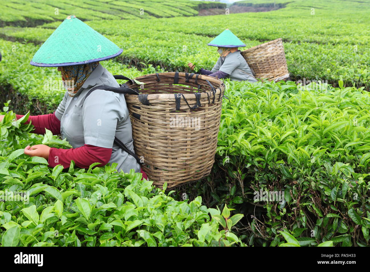 Sumatra Tea women workers engaged in plucking leaves at a tea plantation in sumatra ...