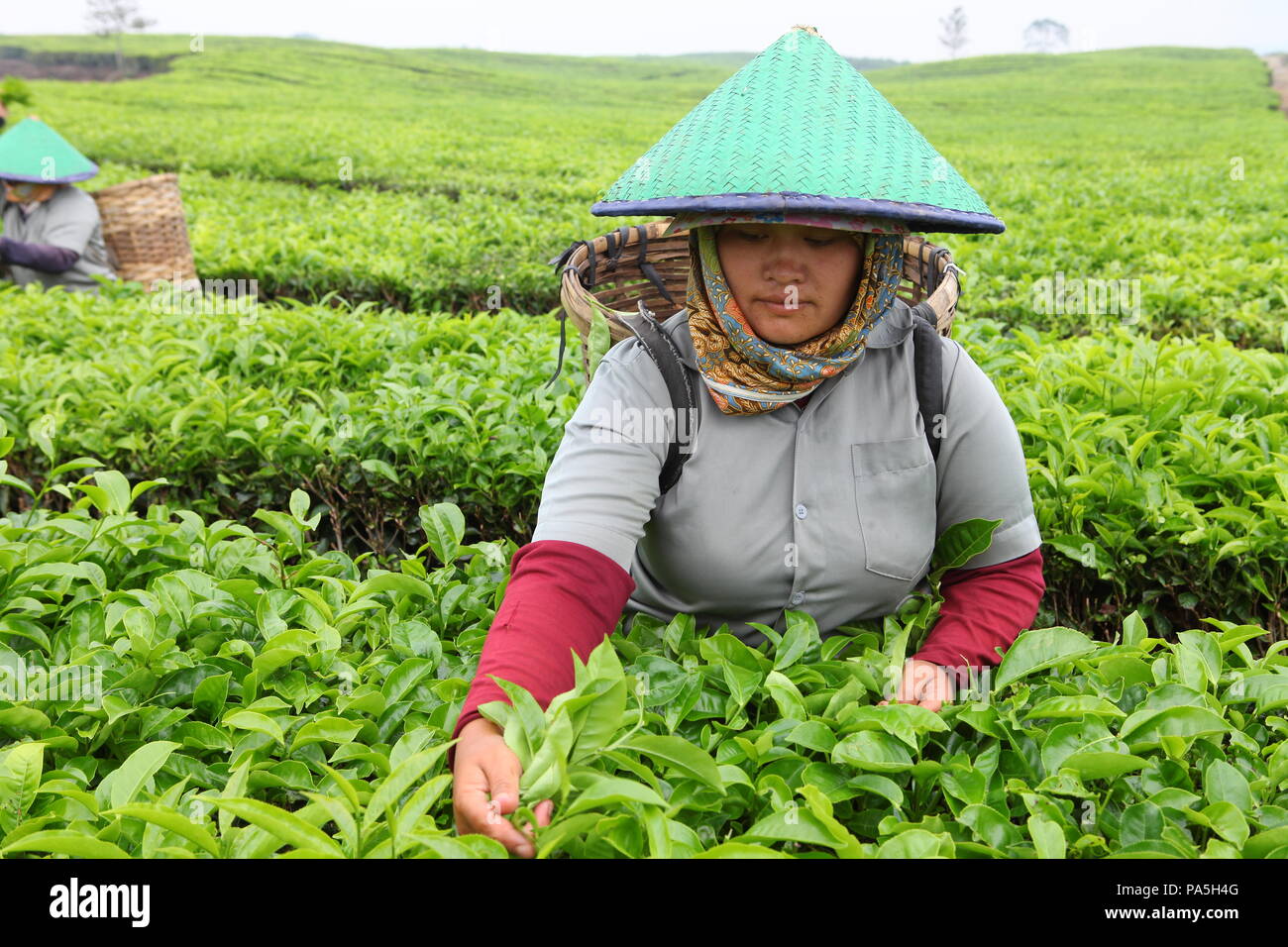 Sumatra Tea women workers engaged in plucking leaves at a tea plantation in sumatra ...