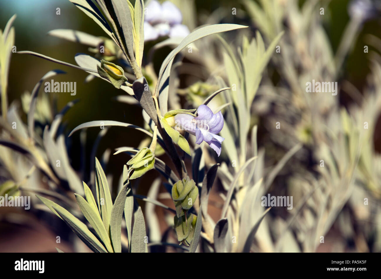 Port Augusta South Australia, eremophila recurva or emu bush with mauve flowers Stock Photo