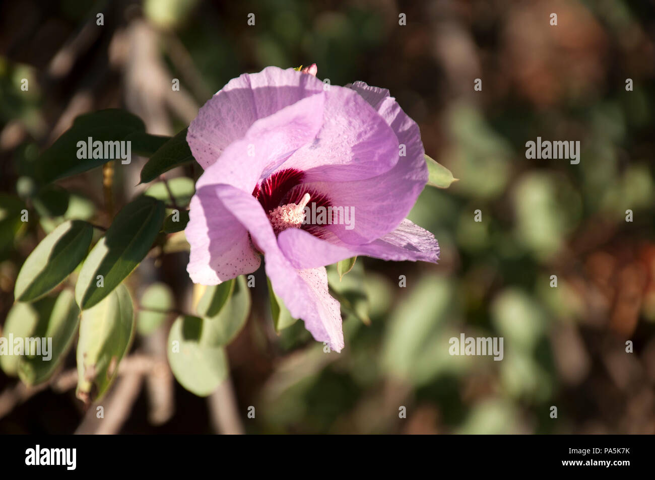Port Augusta South Australia,  flower of the native sturts desert rose Stock Photo