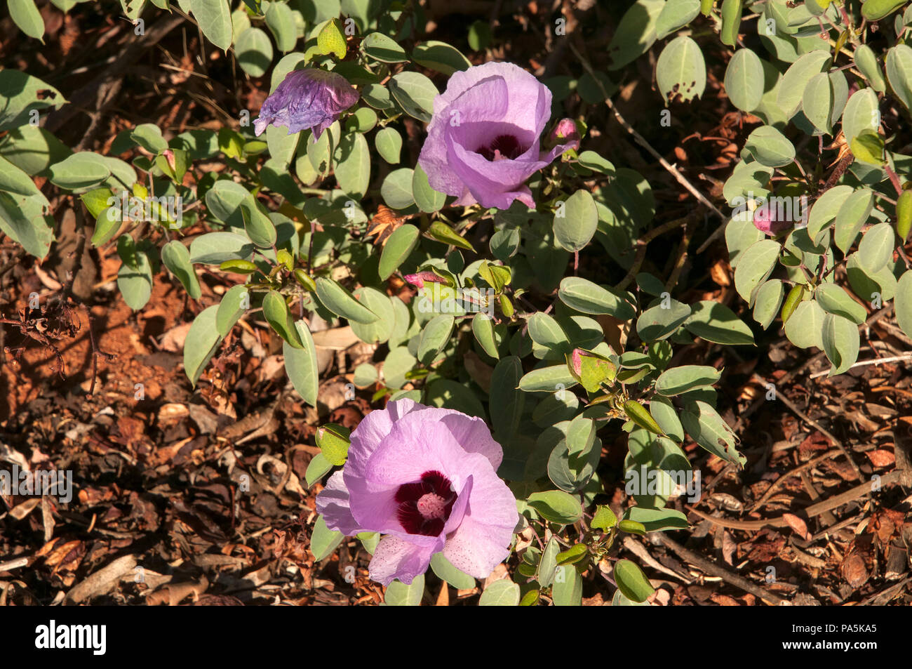 Port Augusta South Australia, flowering native sturts desert rose bush Stock Photo