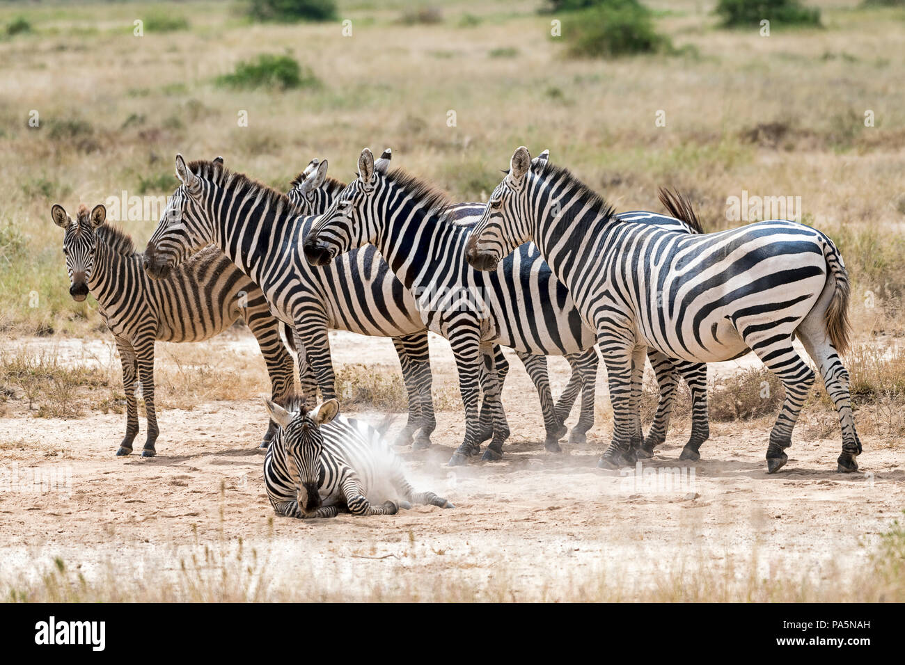 Herd Plains Zebras (Equus quagga) in the dusty sand, Amboseli National Park, Kenya Stock Photo