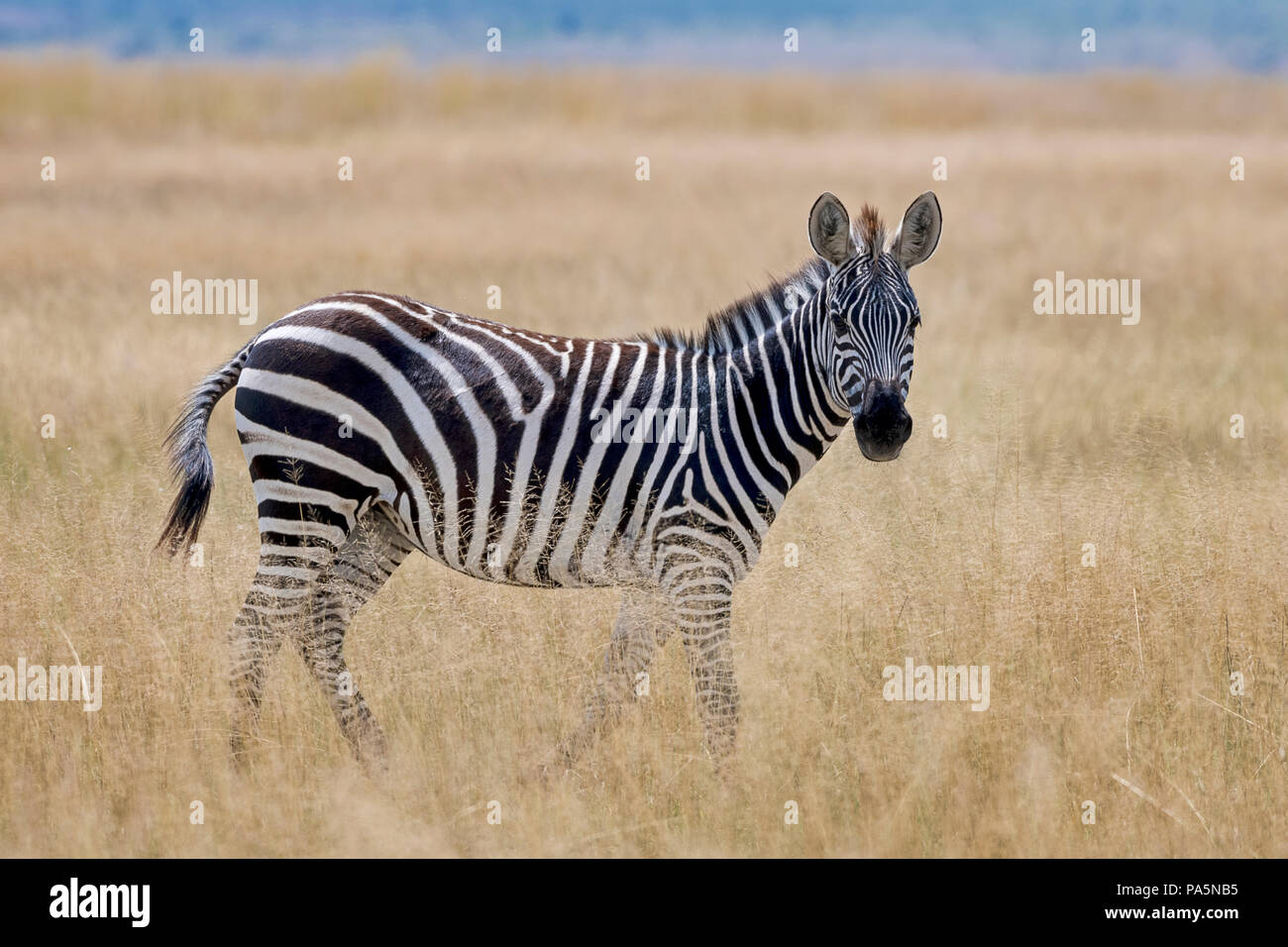 Plains Zebra (Equus quagga) in the steppe grass, Amboseli National Park, Kenya, East Africa Stock Photo