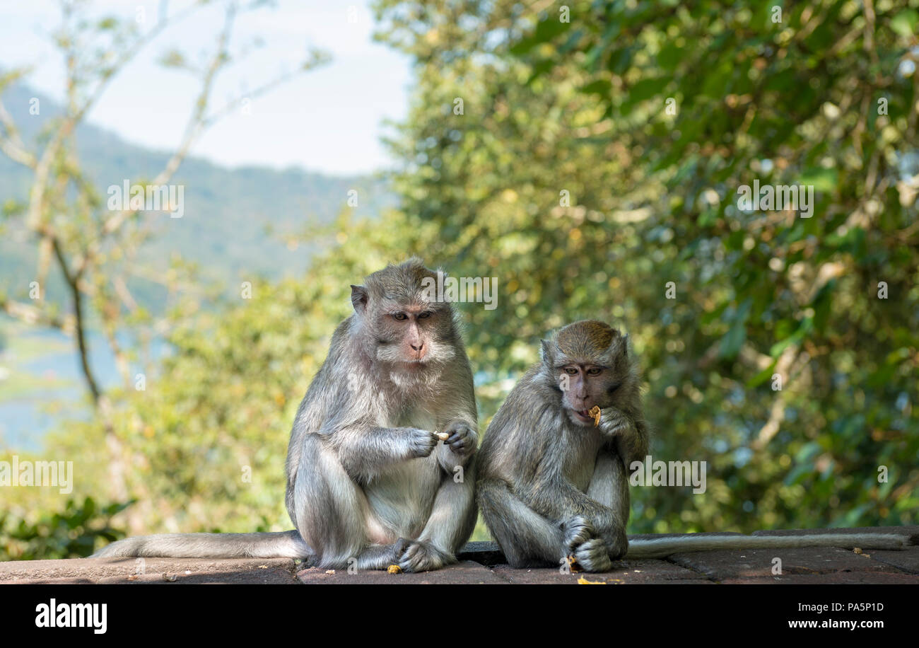 Two Crab-eating macaques (Macaca fascicularis) eating, Bali, Indonesia ...