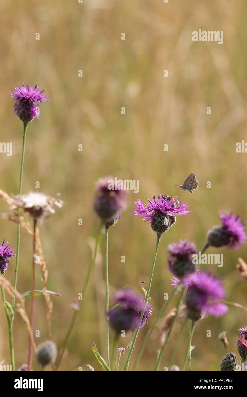 Silver Studded Blue Butterfly on & above Purple Flowers, on Green Background Stock Photo