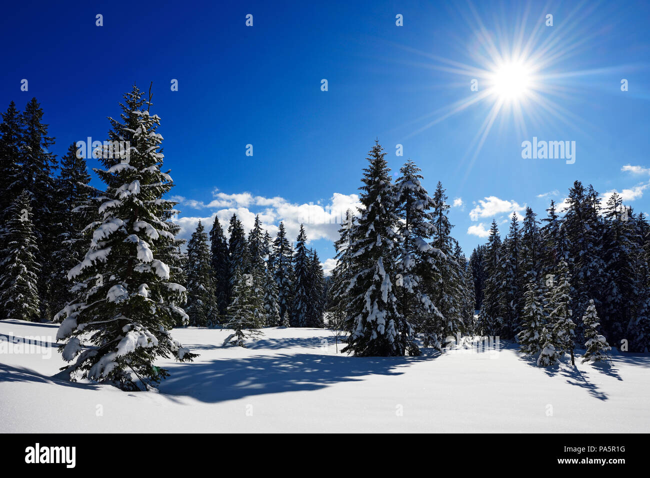 Snowy winter landscape, Winklmoos-Alm, Reit im Winkl, Chiemgau, Bavaria, Germany Stock Photo
