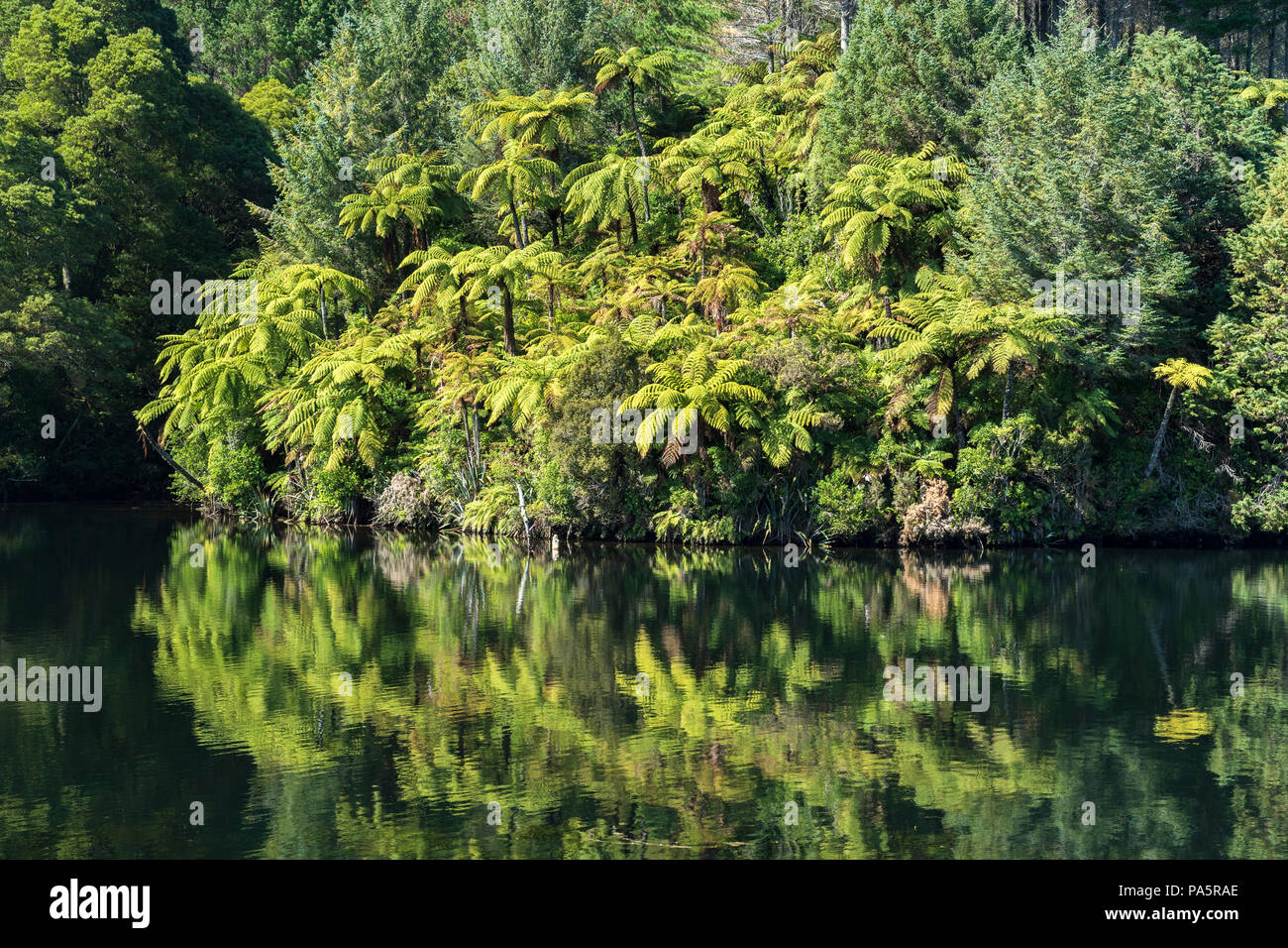 Tree ferns (Cyatheales) on the shore, Lake Mangamahoe, New Plymouth, Taranaki, North Island, New Zealand Stock Photo