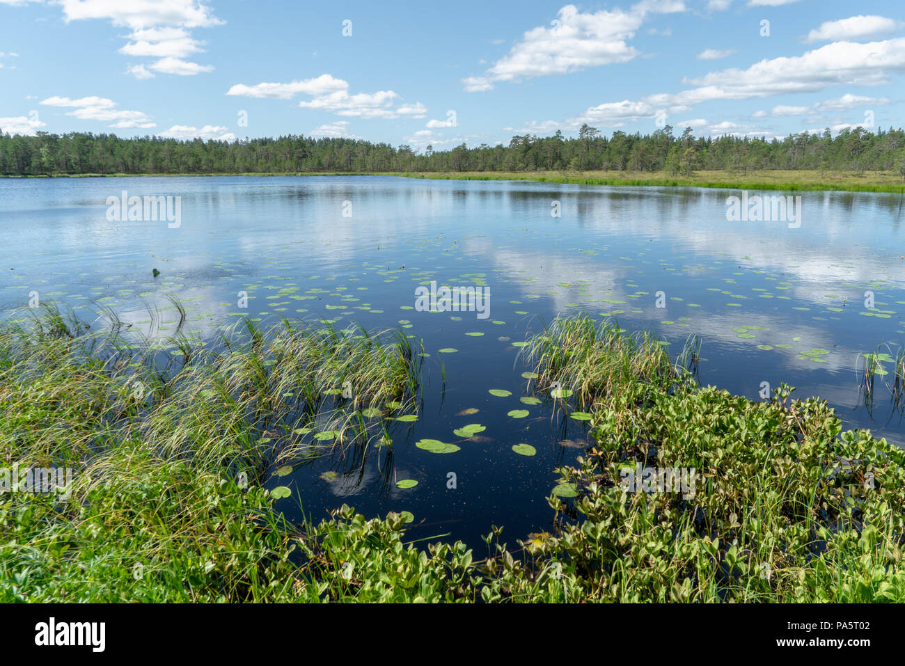 Pond landscape forest hi-res stock photography and images - Alamy