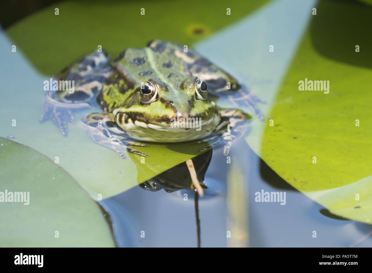 Green frog (Rana esculenta) on Water lilies sheet (Nymphaea), Hesse, Germany Stock Photo