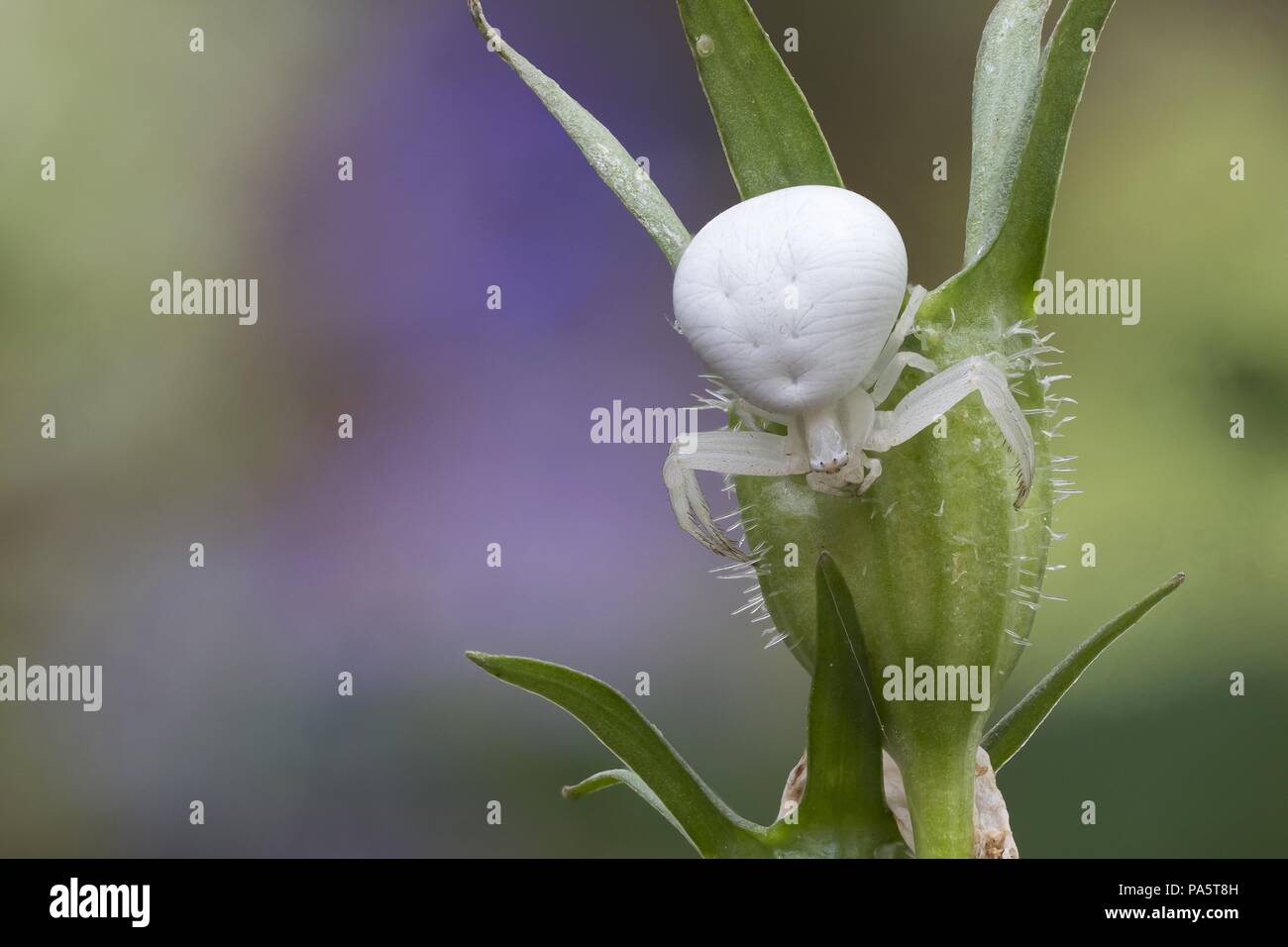 Goldenrod crab spider (Misumena vatia) on the calyx of a withered bellflower (Campanula sp.), Hesse, Germany Stock Photo