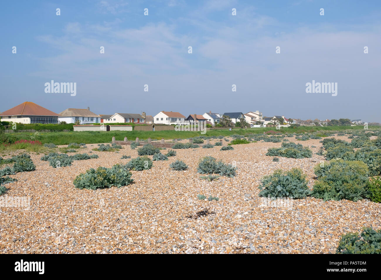 Clumps of vegetation (mainly Sea Kale) on stony beach in East Preston, UK Stock Photo