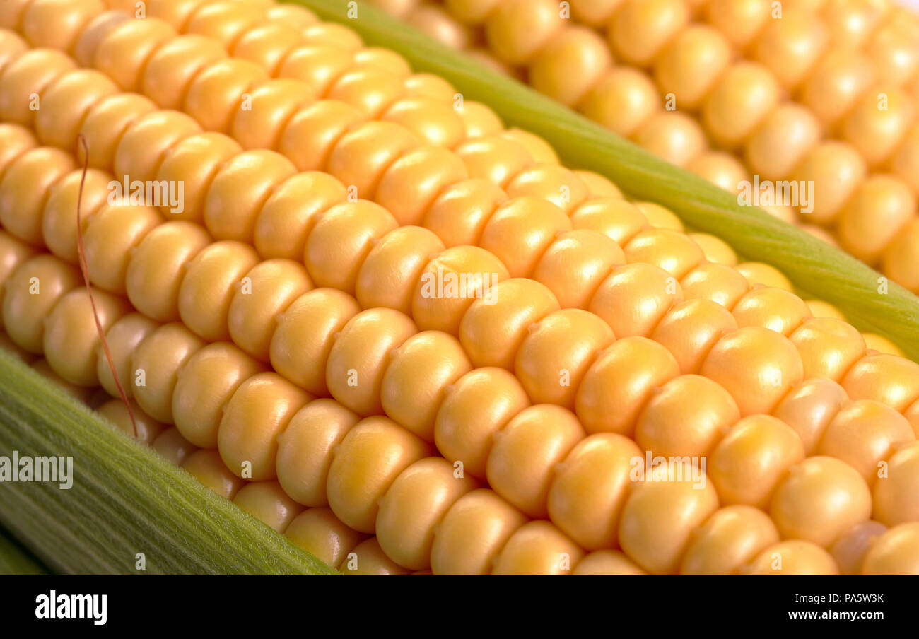 corn cob between green leaves Stock Photo