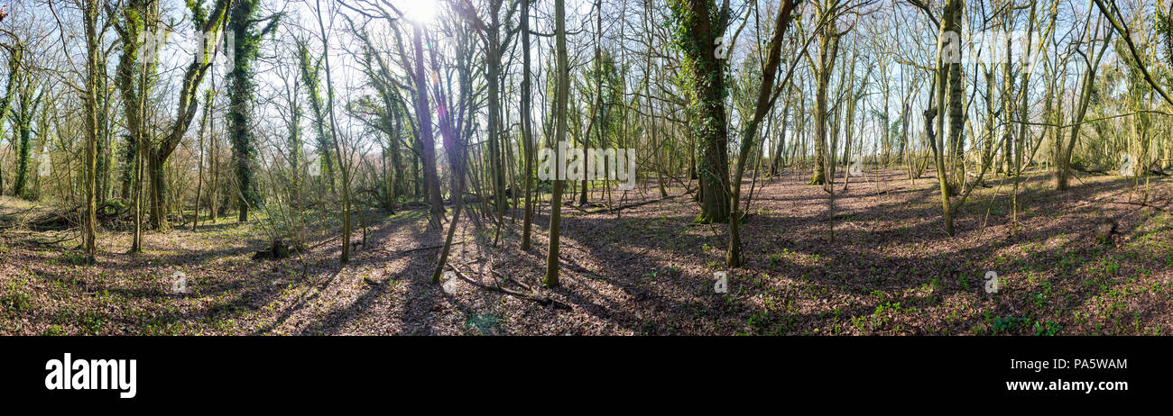 Titnore Woods ancient woodland near Worthing, West Sussex, UK Stock Photo