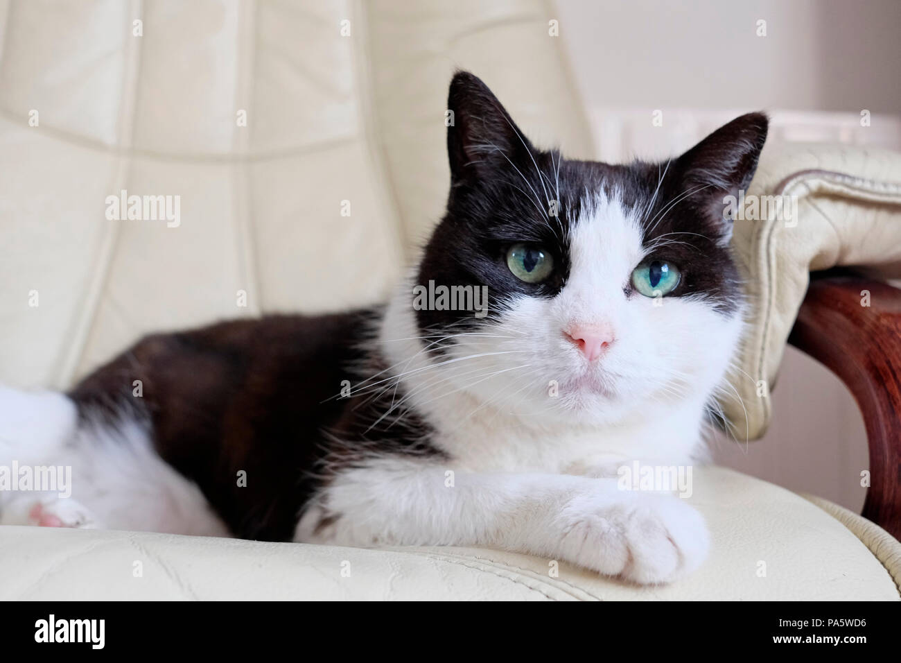 Black and white cat looking alert Stock Photo Alamy