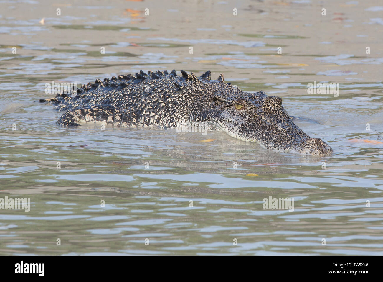 Saltwater Crocodile, Western Australia Stock Photo