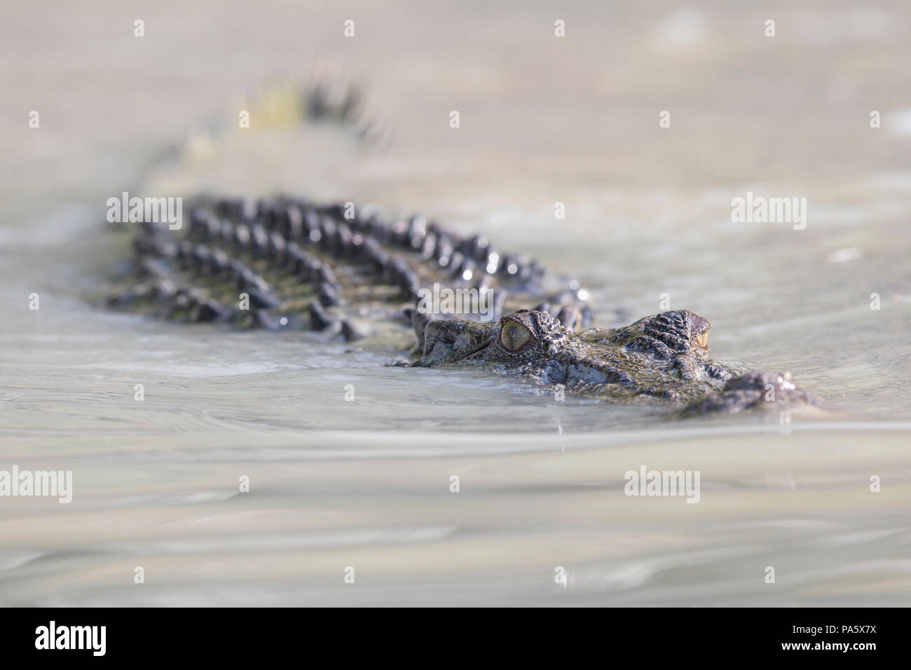 Saltwater Crocodile, Western Australia Stock Photo