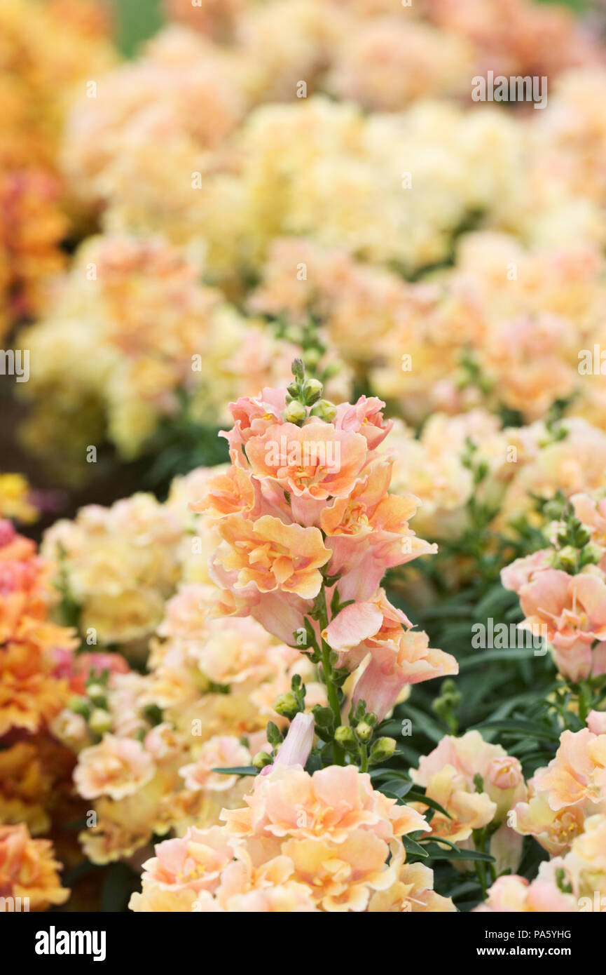 Antirrhinum F1 'Twinny Peach' flowers. Stock Photo