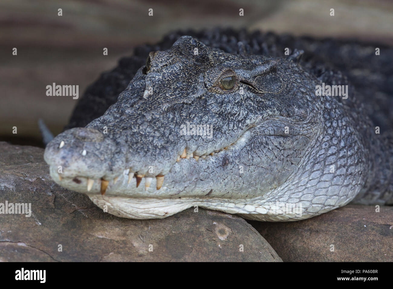 Saltwater Crocodile, Western Australia Stock Photo