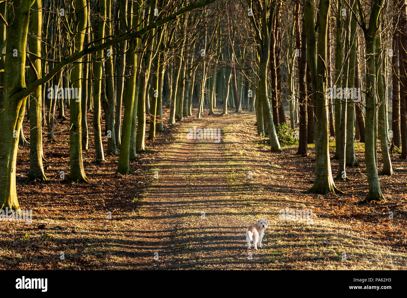 22-01-15 Tyninghame Woods, North Berwick, East Lothian, Scotland, UK.  Small dog and big trees. Photo: © Simon Grosset Stock Photo