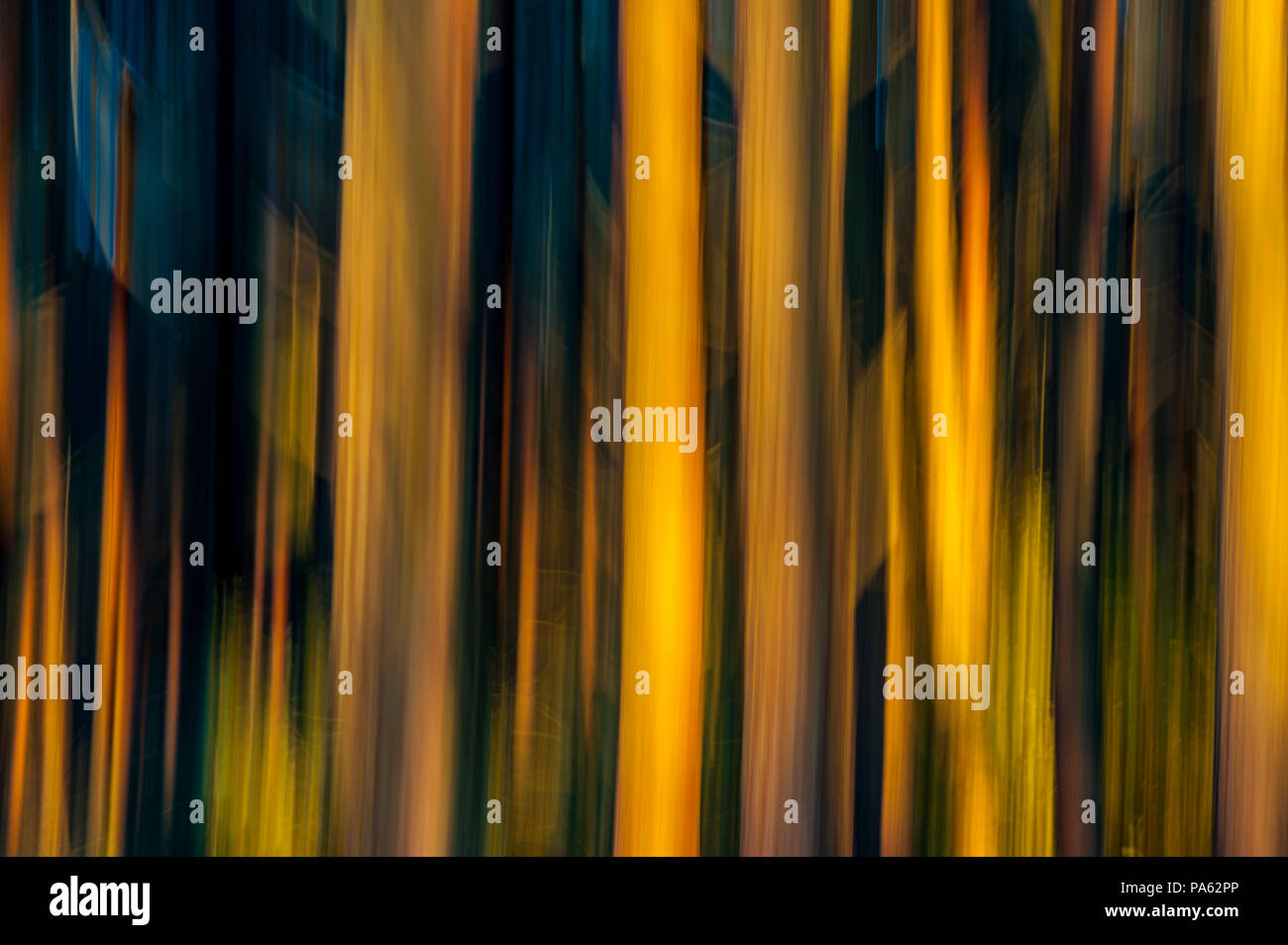 22-01-15 Tyninghame Woods, North Berwick, East Lothian, Scotland, UK. Blurry, abstract trees. Photo taken with slow shutter speed and movement. Photo: Stock Photo