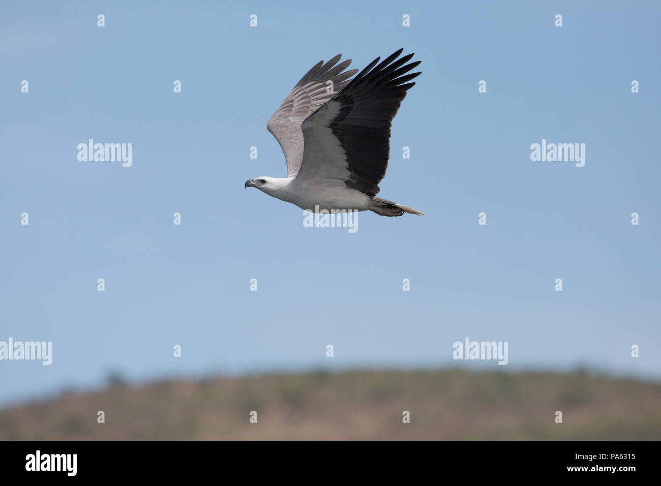 White bellied sea eagles australia hi-res stock photography and images ...
