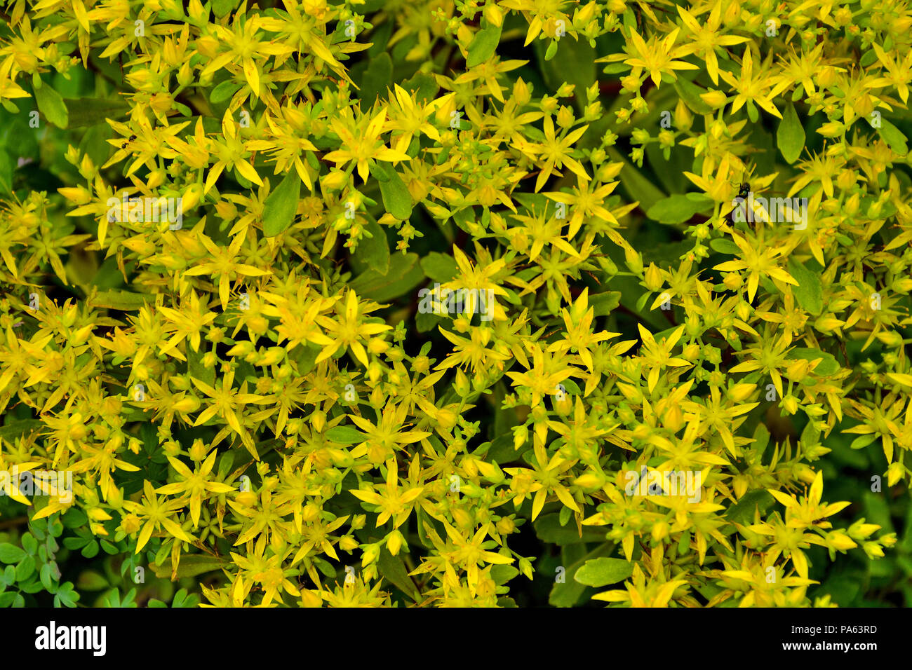 Beautiful golden flowers of succulent and medicinal plant Sedum hybridum (family Crassulaceae) close up - natural floral summer background, selective  Stock Photo