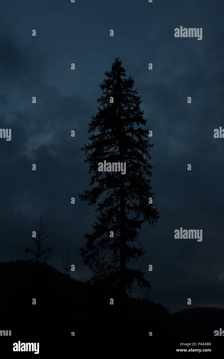 Scary tree silhouette hi-res stock photography and images - Alamy