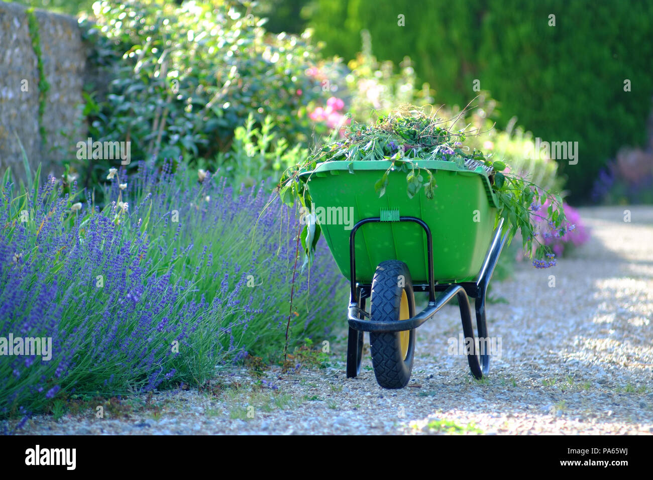 Green wheelbarrow in an English country garden. Stock Photo