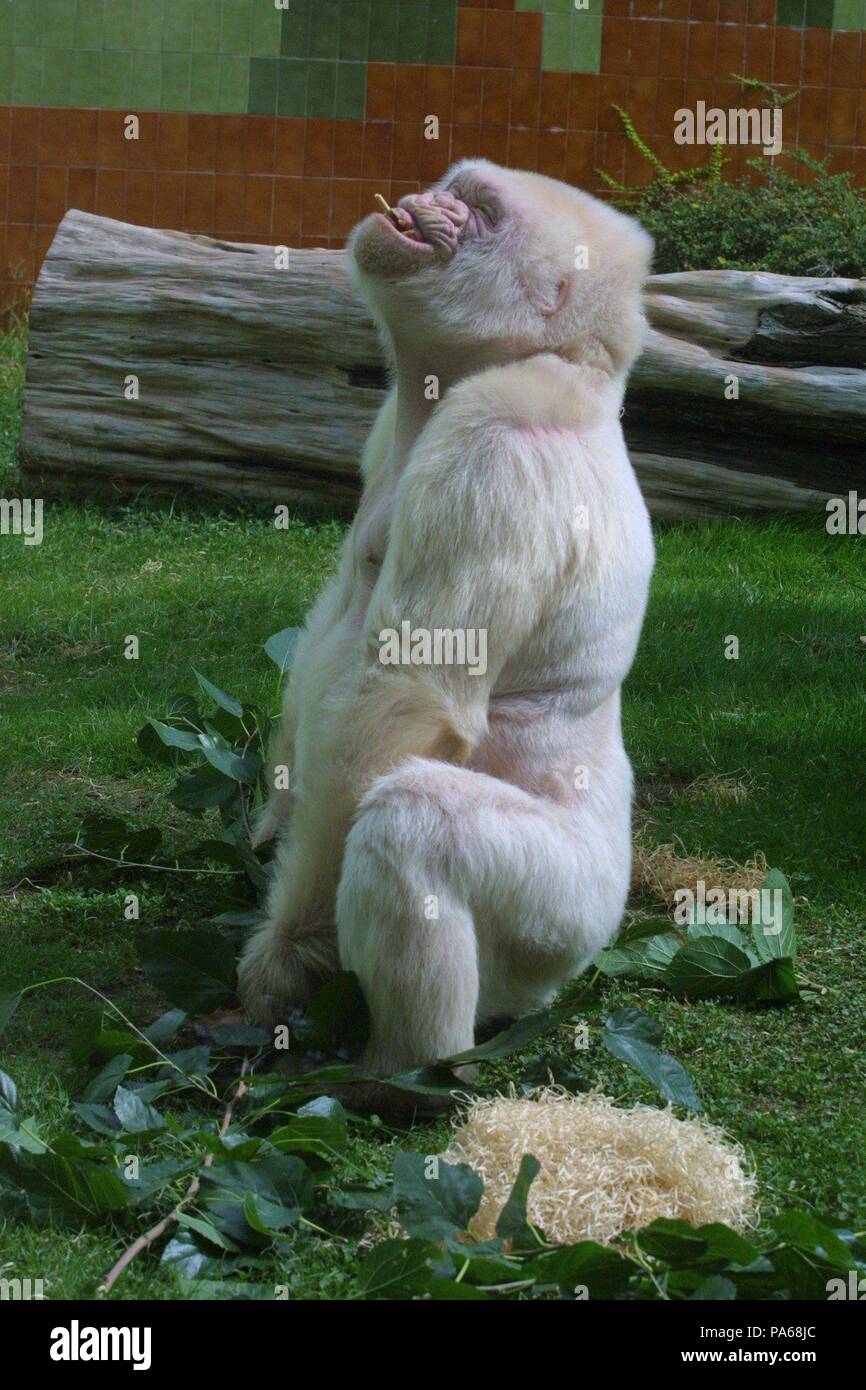 Copito de nieve, gorila albino. Zoológico de Barcelona Stock Photo - Alamy