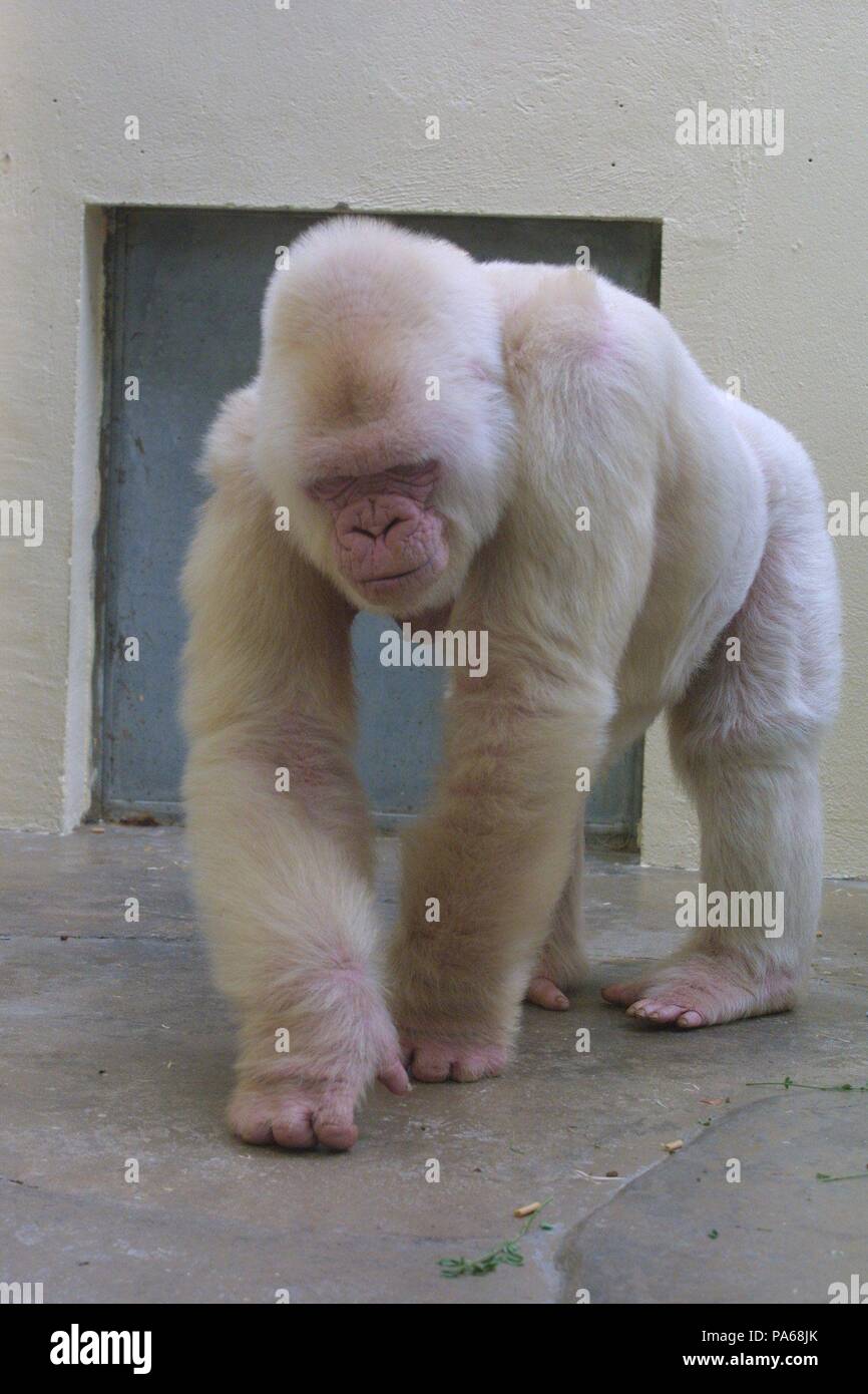 Copito de nieve, gorila albino. Zoológico de Barcelona Stock Photo - Alamy