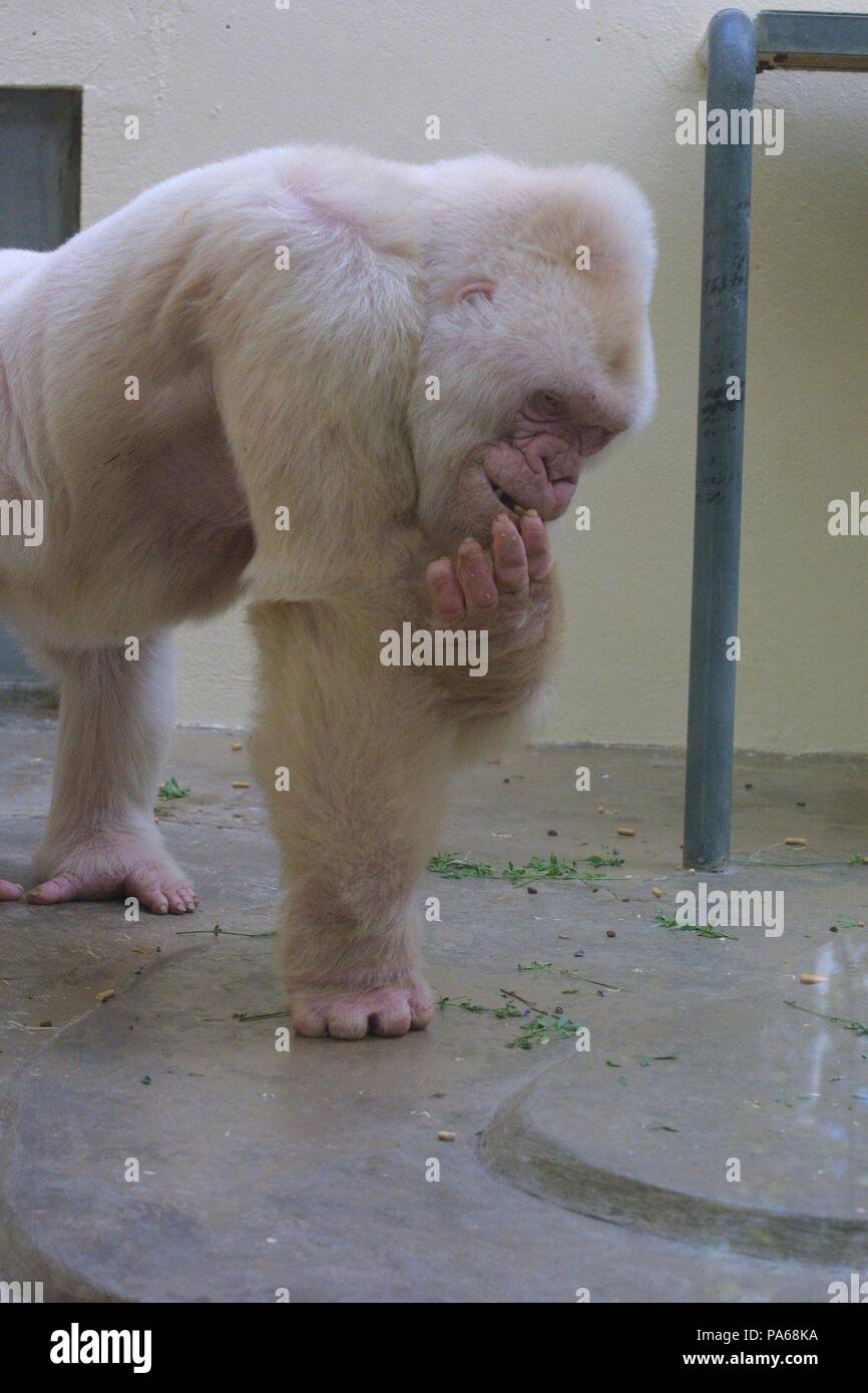 Copito de nieve, gorila albino. Zoológico de Barcelona Stock Photo - Alamy