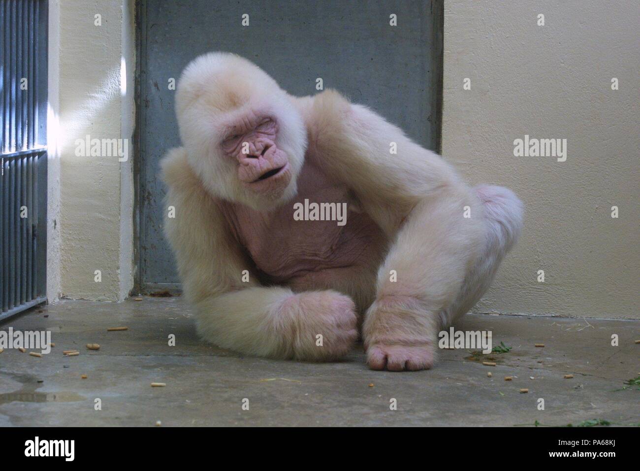 Copito de nieve, gorila albino. Zoológico de Barcelona Stock Photo - Alamy