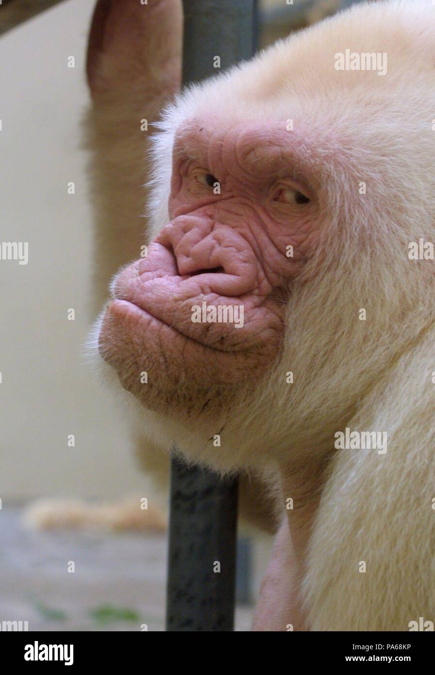 Copito de nieve, gorila albino. Zoológico de Barcelona Stock Photo - Alamy