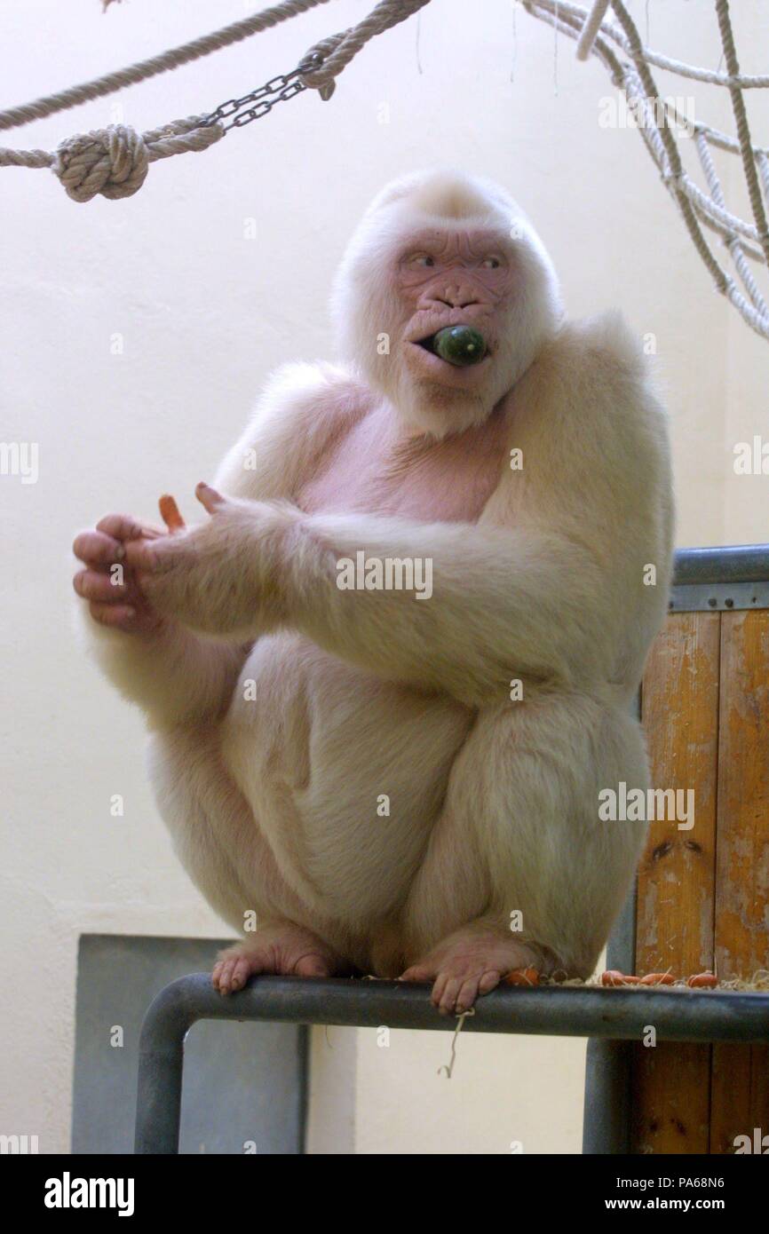 Copito de nieve, gorila albino. Zoológico de Barcelona Stock Photo - Alamy