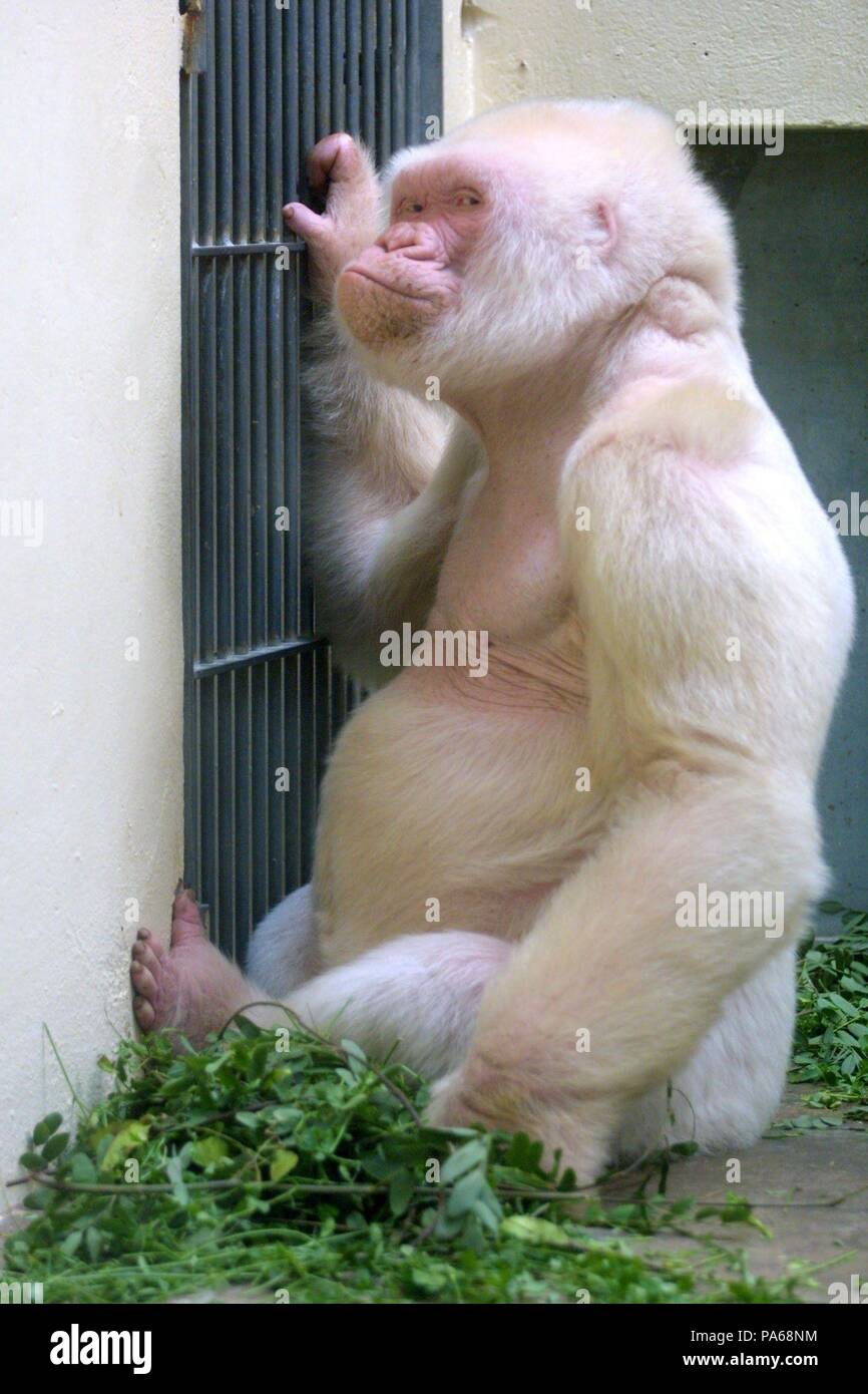Macaco Entediado Clube Iate Macaco Albino Branco Nft Arte Isolada imagem  vetorial de MininyxDoodle© 541711116