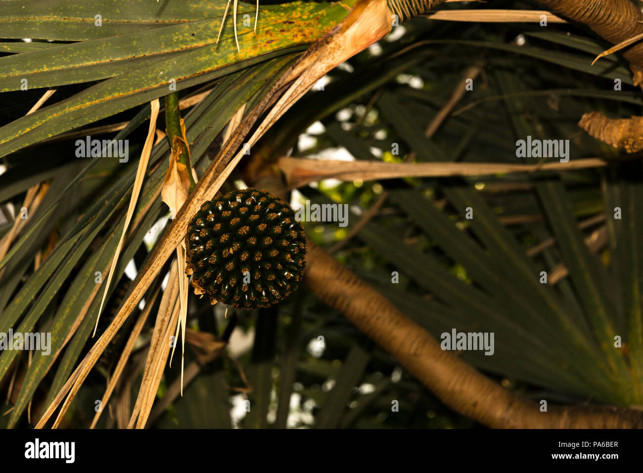 Screwpine (Pandanus tectorius) Stock Photo