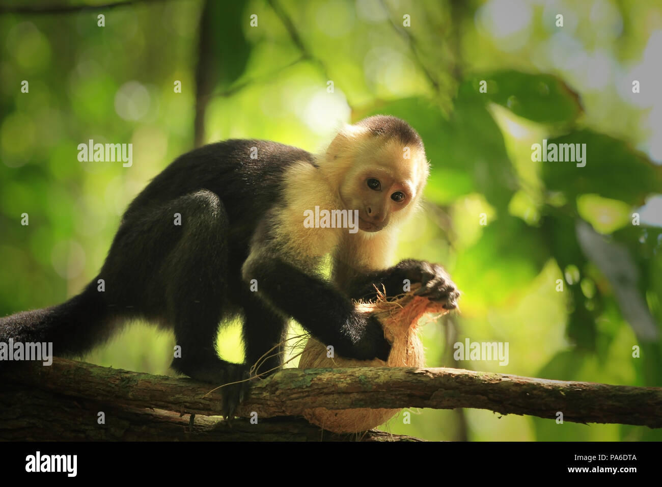 White monkey logo hi-res stock photography and images - Alamy