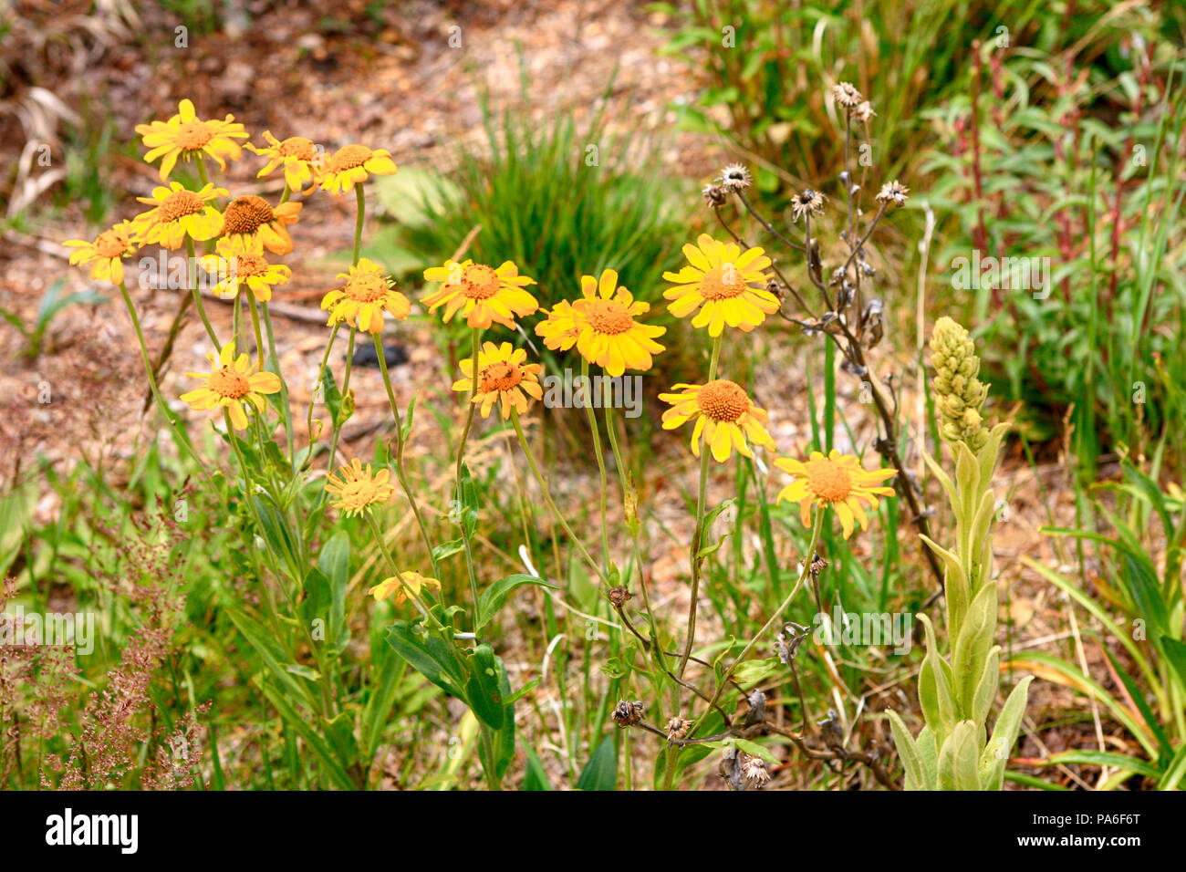 Mt lemmon marigold hi-res stock photography and images - Alamy