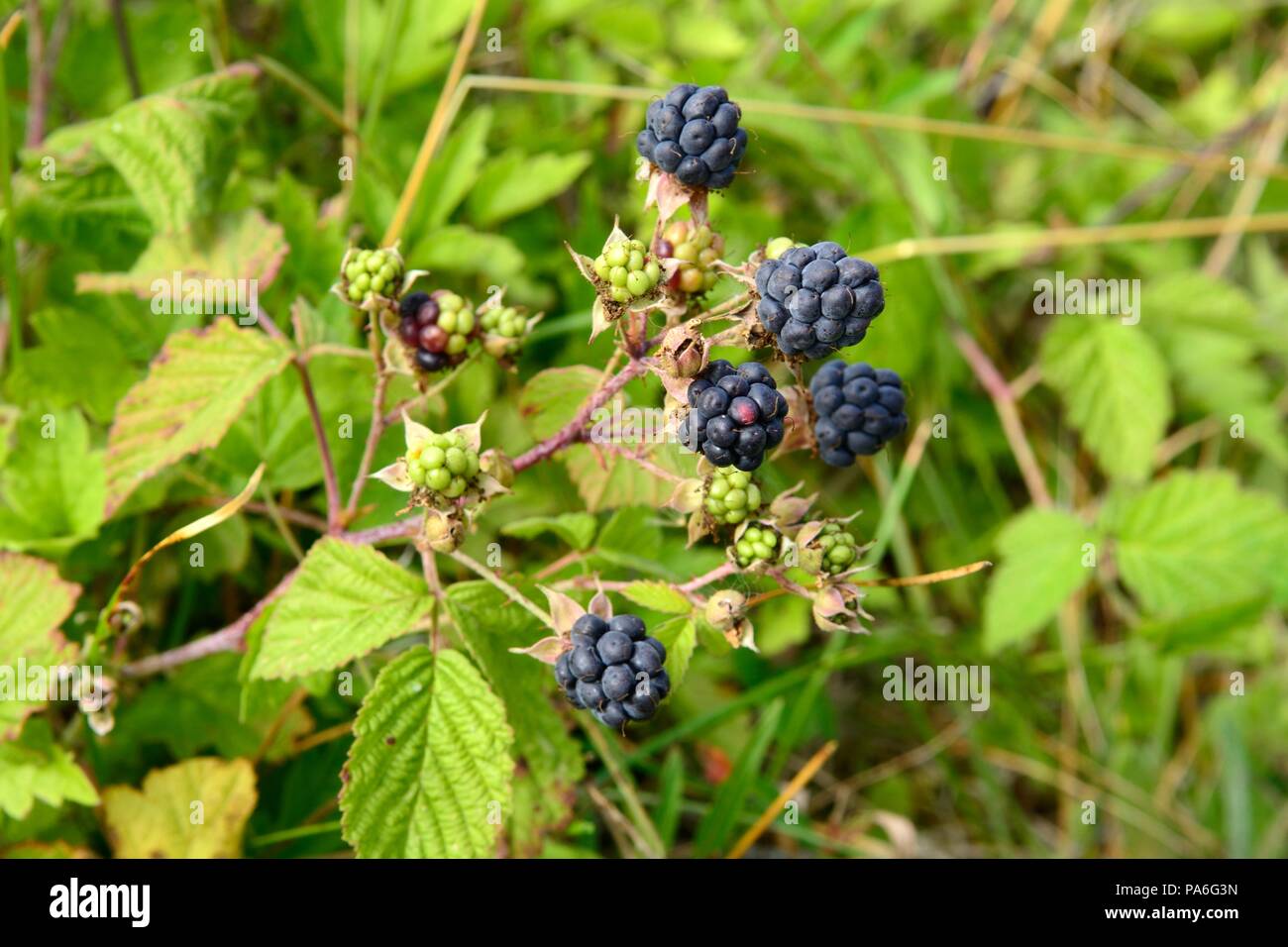 Dewberries growing hires stock photography and images Alamy